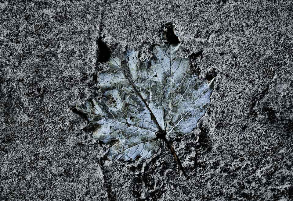 Paccard Photographie Lyon - Mémoires d'asphalte - traces de feuilles en australie