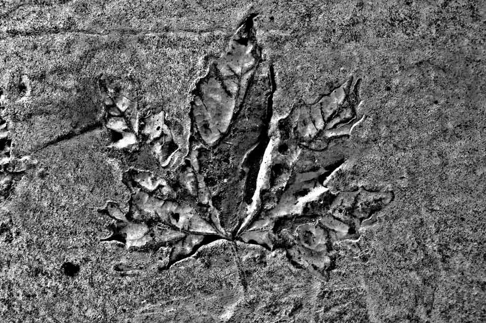 Paccard Photographie Lyon - Mémoires d'asphalte - traces de feuilles en australie