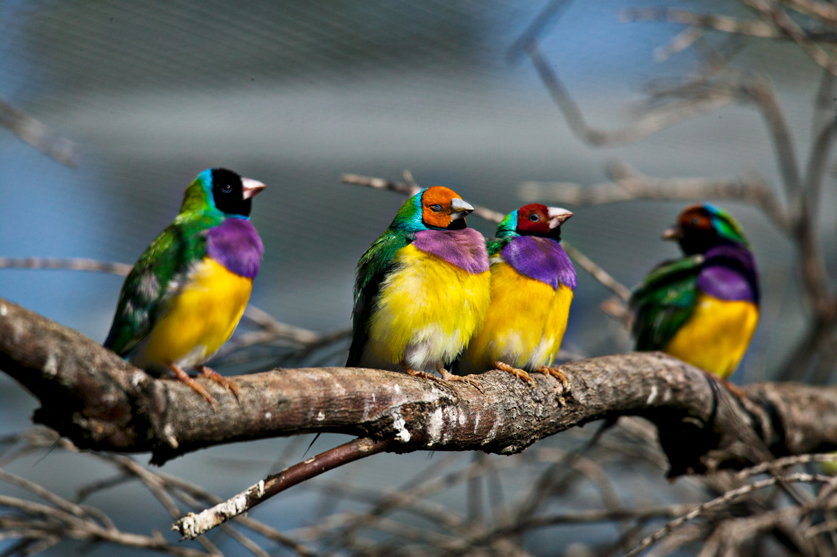 bruno-paccard-la-photo-Australie-gouldian-finch