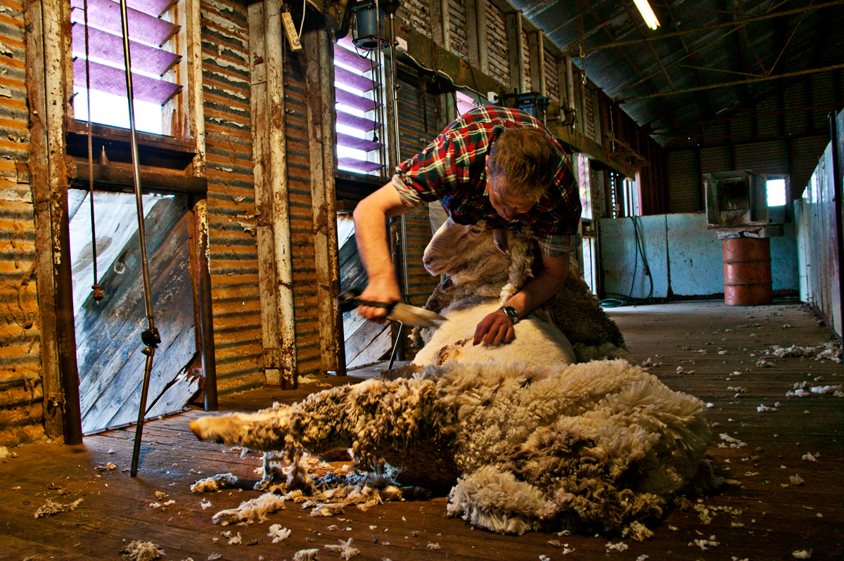 bruno-paccard-la-photo-Australie-la-tonte-du-merinos-2