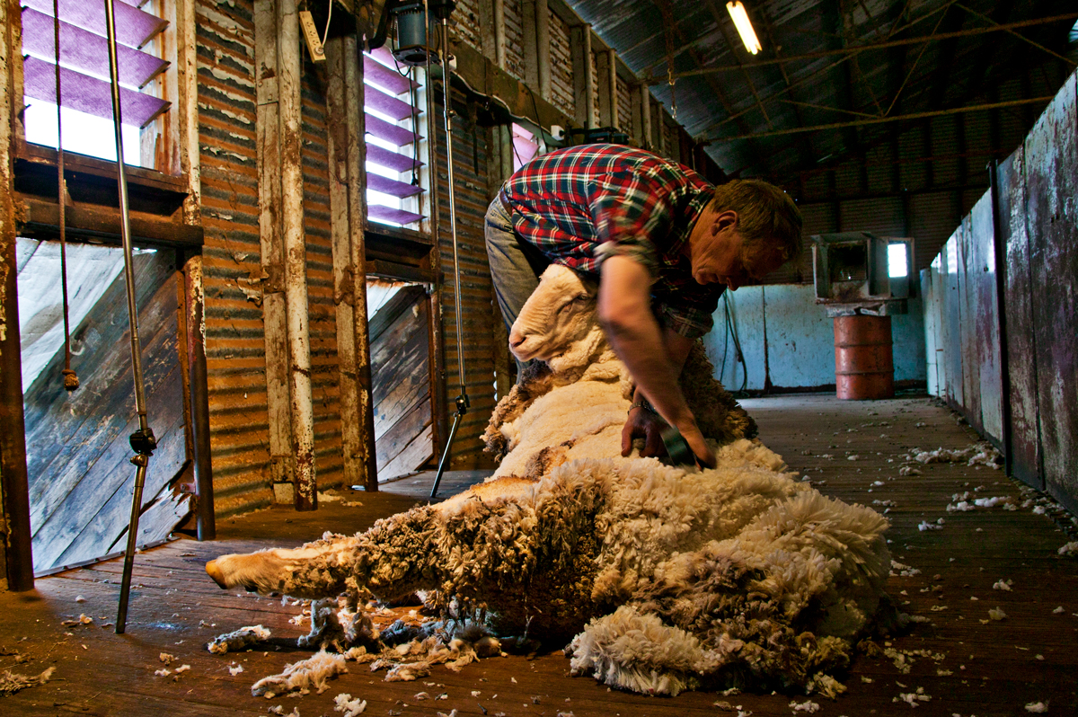 bruno-paccard-la-photo-Australie-la-tonte-du-merinos-2