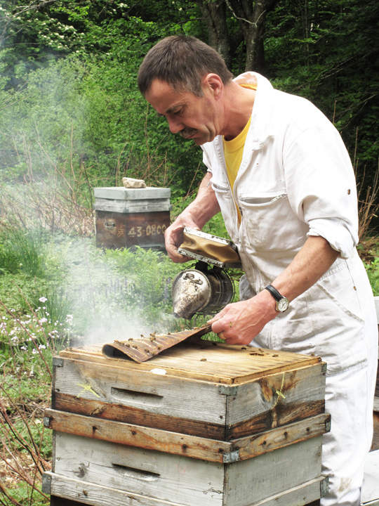Bruno Paccard - professionnel - apiculteur-vincent-verse-le-miel1apiculteur-vincent-et-enfumage